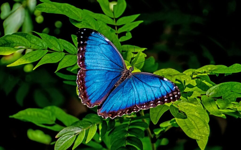 Blauer Schmetterling – Symbol für die Schilddrüse und Hashimoto als Autoimmunerkrankung mit ihren Symptomen.