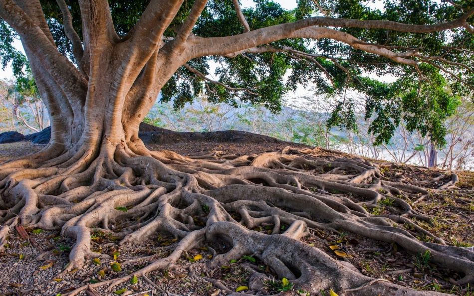 Großer Baum mit kräftigen Wurzeln und weiter Krone – Symbol für Balance und die Verbindung von Hashimoto, Stress, Nervensystem und Trauma.