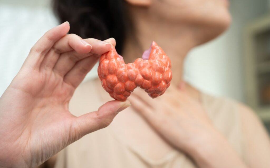 Frau hält ein Modell der Schilddrüse vor den Hals – Symbol für Hashimoto, seine Symptome, die Autoimmunerkrankung und die Entzündung der Schilddrüse.