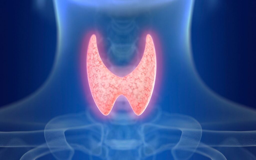 Grafische Darstellung der Schilddrüse im Halsbereich – Symbol für Hashimoto verstehen und den Autoimmunprozess erkennen.