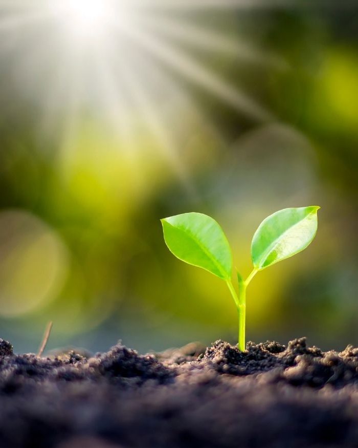 Junge Pflanze im Sonnenlicht – Symbol für Neubeginn, Aufbruch, Veränderung, neue Kraft und mehr Energie bei Hashimoto.